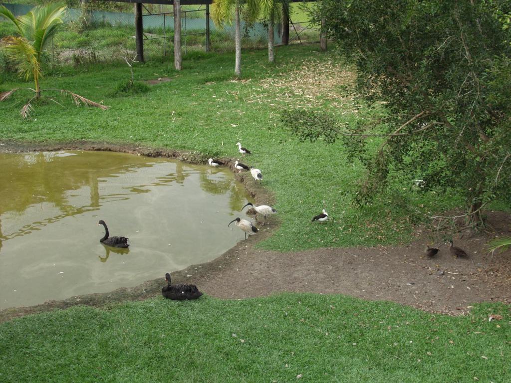 Daintree Wild Bed & Breakfast Bed and Breakfast Eksteriør billede